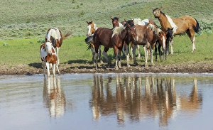 Band Prints: Thirsty band of wild mustangs