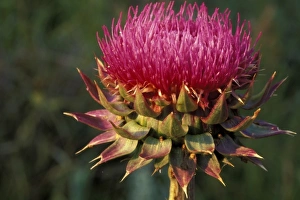 Images Dated 3rd January 2008: Thistle Flower