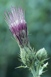 Opening Prints: Thistle, Grand Canyon, Arizona, United States