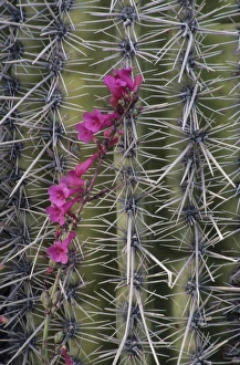 Images Dated 8th June 2007: Thistle, Grand Canyon, Arizona, United States
