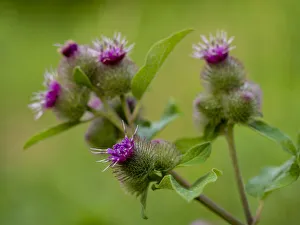 Minnesota Prints: Thistle, Lebanon Hills Park, Central Minnesota