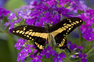 Images Dated 18th October 2005: Thoas Swallowtail Butterfly, Papilio thoas