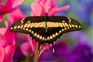 Images Dated 22nd October 2005: Thoas Swallowtail Butterfly, Papilio thoas