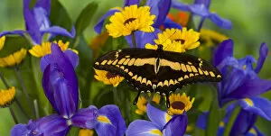 Thoas Swallowtail Butterfly, Papilo thoas male