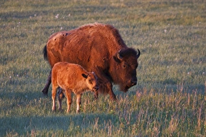 Safety Prints: Thoedore Roosevelt National Park, North Dakota, USA, American Bison (Bison bison) cow