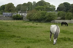 Images Dated 13th May 2006: Thomastown, County Kilkenny, Ireland