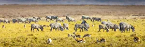Savanna Prints: Thompsons gazelle and zebra feed among the grasslands within the Ngorongoro Crater