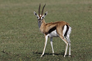 Images Dated 30th August 2011: Thomsons Gazelle, Masai Mara, Kenya, Africa