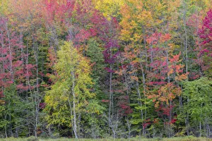 Images Dated 29th May 2020: Thornton Lake in fall color, Alger County, Michigan