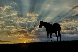 Thoroughbred Prints: Thoroughbred horse silhouetted at sunrise, Lexington, Kentucky
