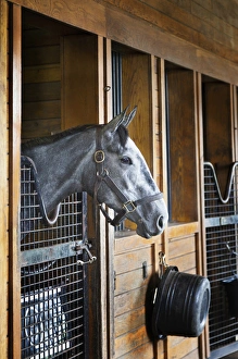 Thoroughbred horse in stall, Donamire Horse Farm, Lexington, Kentucky
