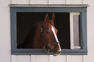 Lexington Prints: Thoroughbred race horse looking out of window in horse barn, Kentucky Horse Park