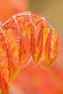 Thorp, Washington State, USA. Shrub in Autumn with bending red leaves