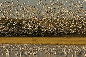 Images Dated 11th January 2009: Thousands of migrating snow geese, Chen caerulescens, wintering in New Mexico, take