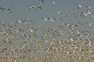Geese Prints: Thousands of migrating snow geese, Chen caerulescens, take flight from a pond in