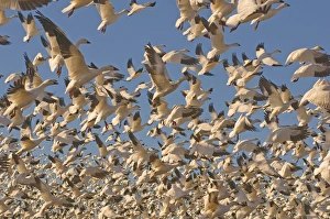 Images Dated 12th January 2009: Thousands of migrating snow geese, Chen caerulescens, wintering in New Mexico, take