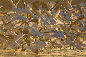 Images Dated 13th January 2009: Thousands of migrating snow geese, Chen caerulescens, wintering in New Mexico, take