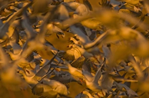 Geese Prints: Thousands of migratory snow geese, Chen caerulescens, wintering in New Mexico, take