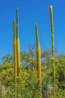 Tall Prints: Thread Agaves blooming, Desert Botanical Garden, Phoenix, Arizona