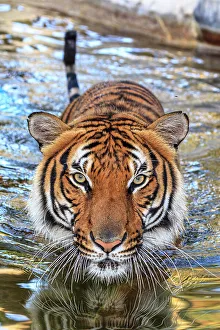 Staring Prints: A threatening Malayan tiger