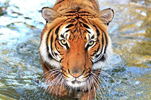 Staring Prints: A threatening Malayan tiger