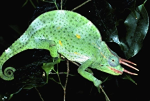 Three-horned Mountain Chameleon, Chamaeleo deremensis, Native to Camerouns