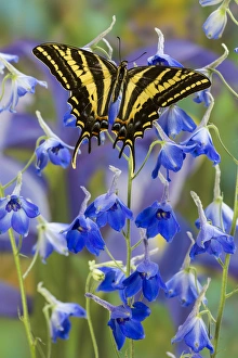 Three-tailed Tiger Swallowtail Butterfly, Papilio pilumnus