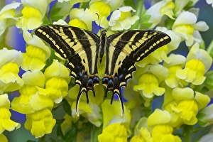 Butterfly Prints: Three-tailed Tiger Swallowtail Butterfly, Papilio pilumnus