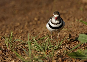 Images Dated 14th November 2007: Threebanded Plover, Charadrius tricollaris, Mkuze Game Reserve, South Africa