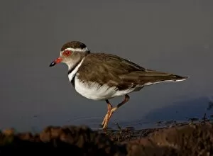 Images Dated 14th November 2007: Threebanded Plover, Charadrius tricollaris, Mkuze Game Reserve, South Africa