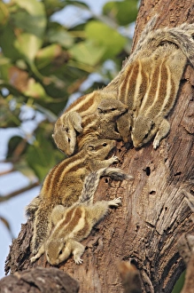 Squirrel Prints: Threestriped Palm Squirrels cuddled together, Keoladeo National Park, India