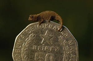 Images Dated 2nd November 2005: Thumbnail Chameleon. NW Madagascar