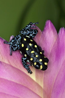 Frog Prints: Thumbnail Dart Frog, Ranitomeya vanzolini, native to Peru