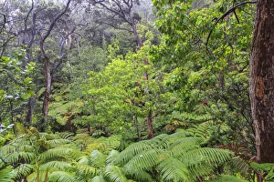Thurston Lava Tube Trail, Hawaii Volcanoes National Park, Big Island, Hawaii