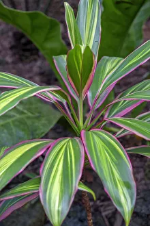 Ti Plant, Cordyline fruticosa