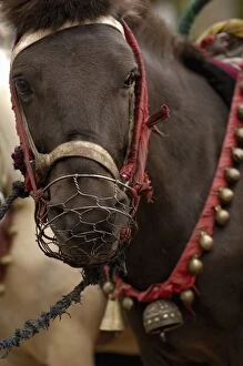 Tibetan Horse. Zhongdian. Deqin Tibetan Autonymous Prefecture. Yunnan Province. CHINA