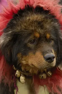 Tibetan mastif dog to compete at the Horse Racing Festival or Heavenly Steed Festival