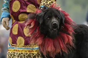 Images Dated 30th May 2006: Tibetan mastif dog to compete at the Horse Racing Festival or Heavenly Steed Festival
