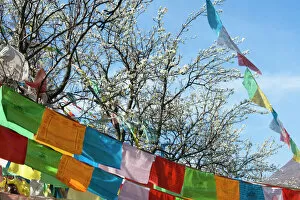 Places Collection: Tibetan praying flags with pear tree blossom, Jinchuan, Sichuan Province, China
