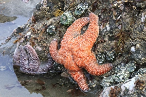 Starfish Prints: Tidal beach with sea stars. Olympic National Park, Washington, US