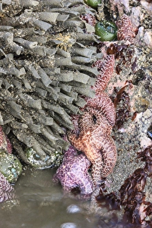 Images Dated 17th June 2011: Tidal beach with sea stars. Olympic National Park, Washington, US