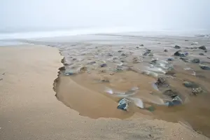 Brook Prints: A tidal creek cuts a path through the sand on Sand Beach in Acadia National Park