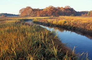Images Dated 27th March 2006: A tidal creek in a New Hampshire salt marsh. Tidal marsh. Oak trees. Massacre Marsh