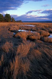 Tidal Estuary. Wetlands. April. Salt Marsh. Near Moody Point. Great Bay. Durham, NH