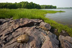 A tidal marsh in Marquoit Bay, Brunswick, Maine