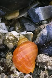 Tide pool creatures, Oregon, USA
