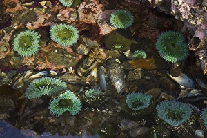 Ken Archer Prints: Tide Pool; Salish Sea; Washington State