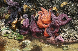 Tide Pool Prints: Tide Pool, Starfish and Sea Anemone, Cannon Beach, Pacific Ocean, Oregon, USA