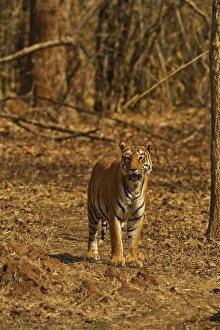 Tiger on the move in bamboo forest, Tadoba Andheri Tiger Reserve, India