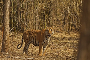 Images Dated 7th April 2010: Tiger on the move in bamboo forest, Tadoba Andheri Tiger Reserve, India
